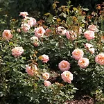 Bed and breakfast Casa Ceruti 3*